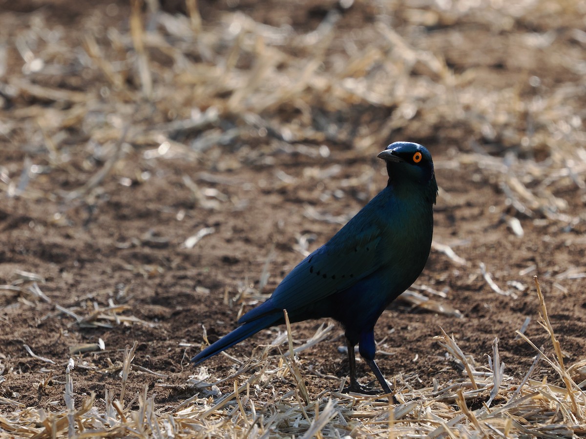 Greater Blue-eared Starling - ML627809202