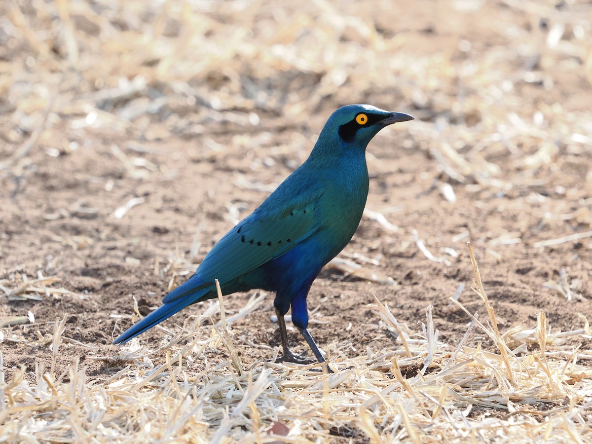 Greater Blue-eared Starling - ML627809207