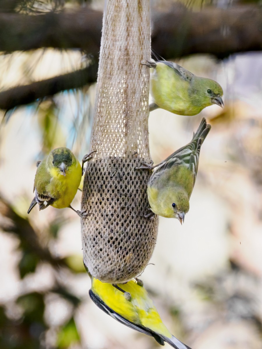 Lesser Goldfinch - ML627809248