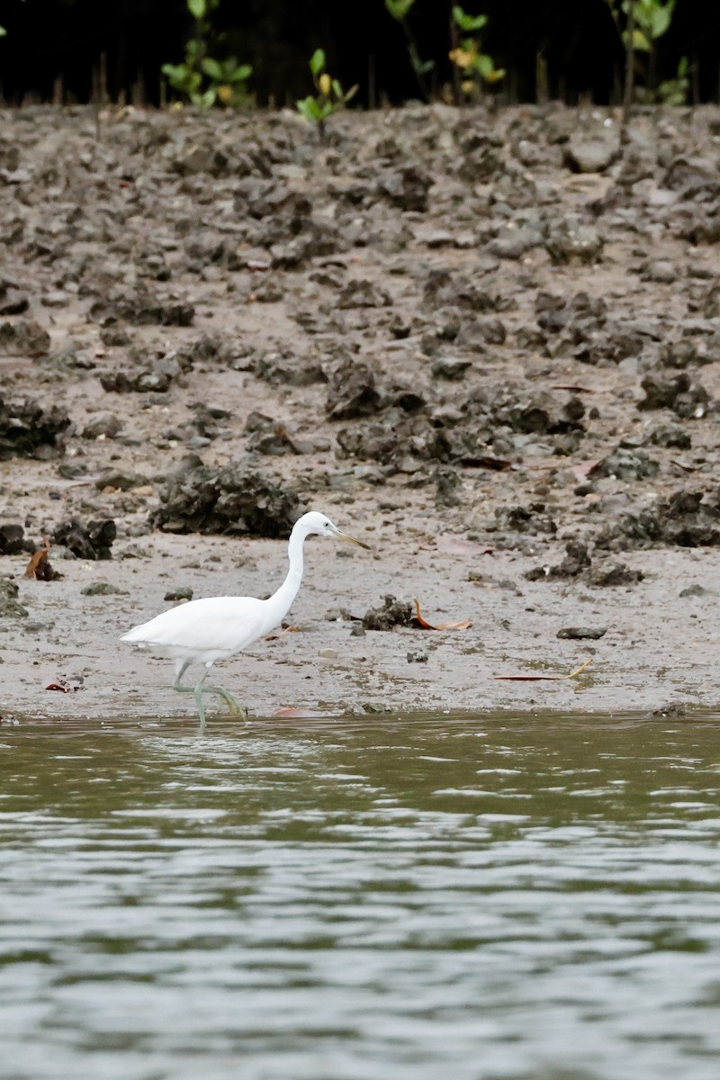 Chinese Egret - ML627809259