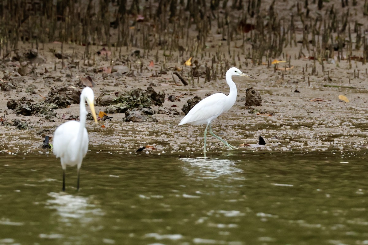 Chinese Egret - ML627809260