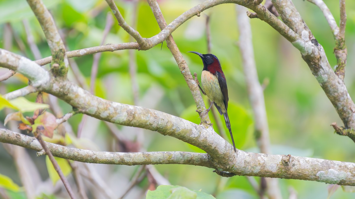 Black-throated Sunbird - ML627809309