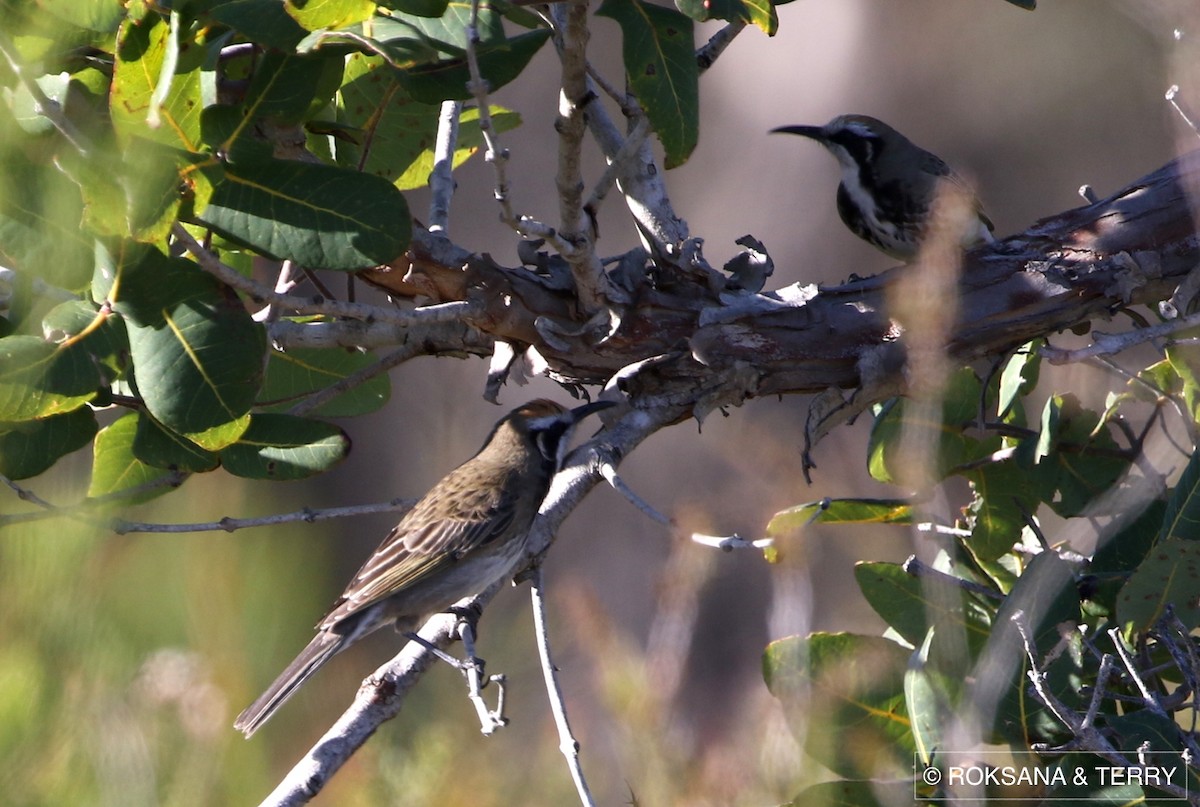 Tawny-crowned Honeyeater - ML62780931