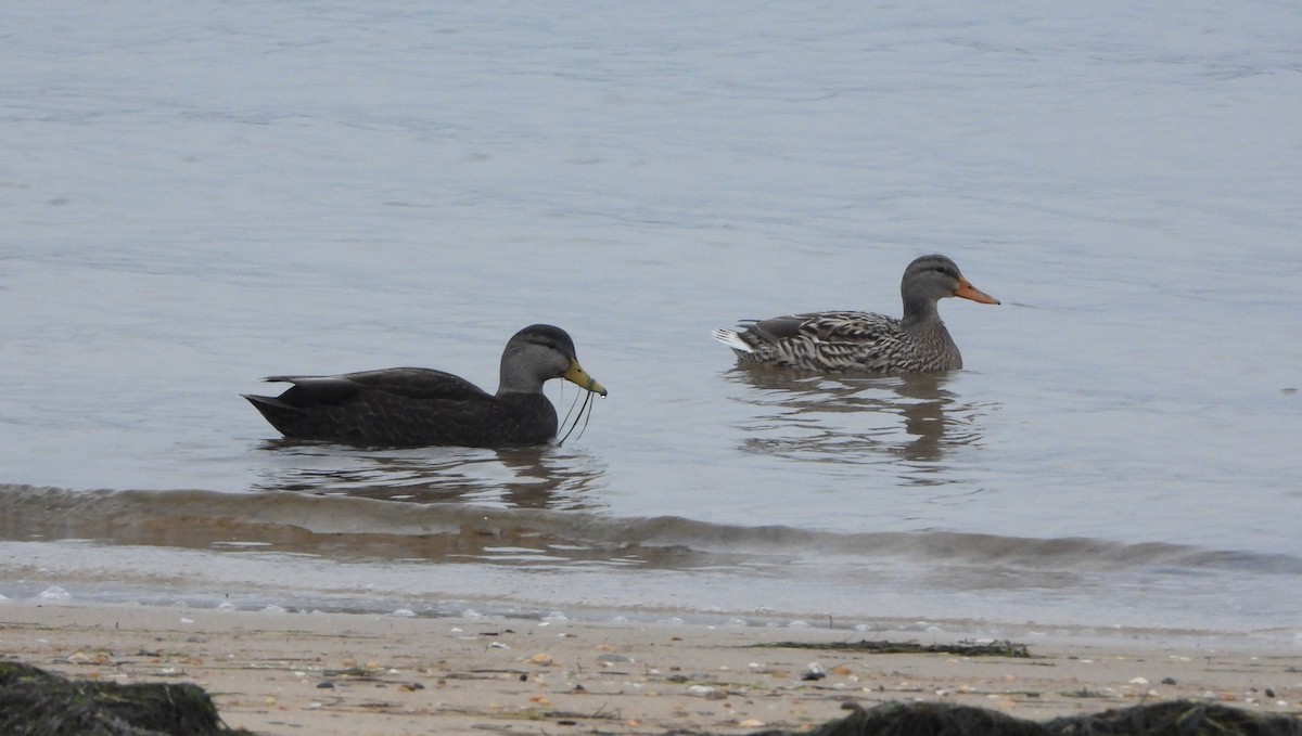 American Black Duck - Ignacio Aparicio