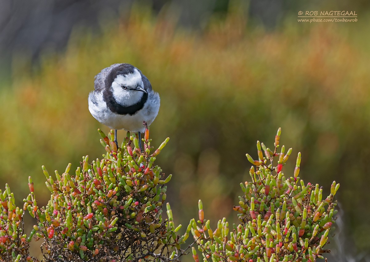 White-fronted Chat - ML627809408