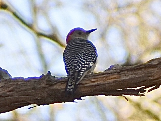 Red-bellied Woodpecker - ML627809438