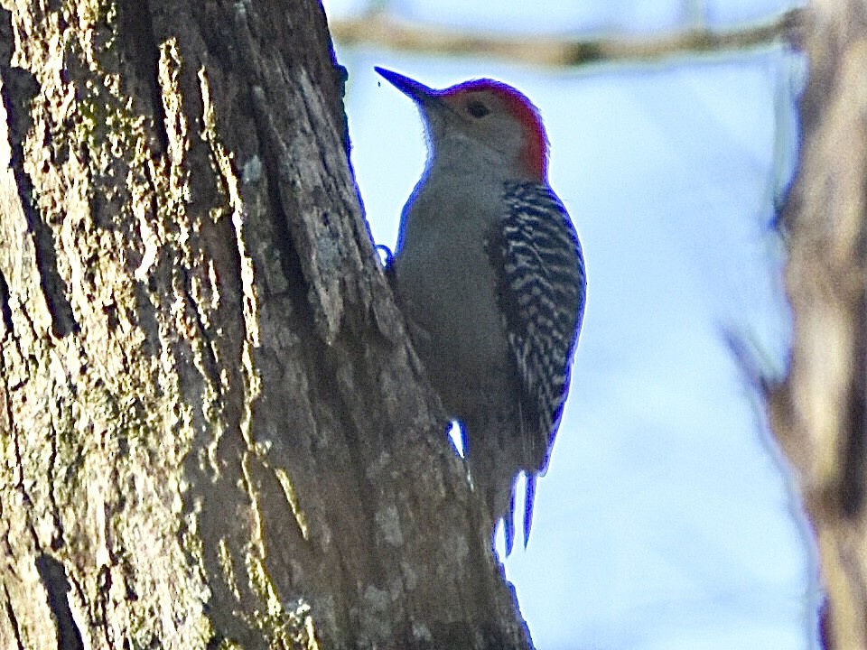 Red-bellied Woodpecker - ML627809439