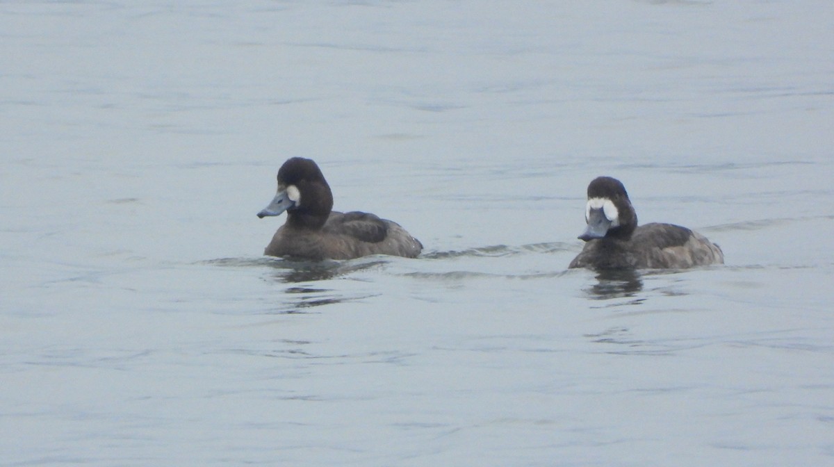 Lesser Scaup - Ignacio Aparicio