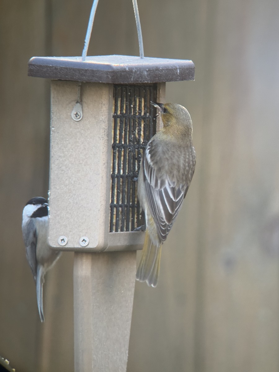 Carolina Chickadee - ML627809445