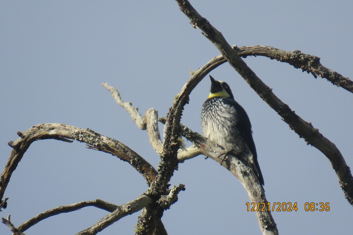 Acorn Woodpecker - ML627809446