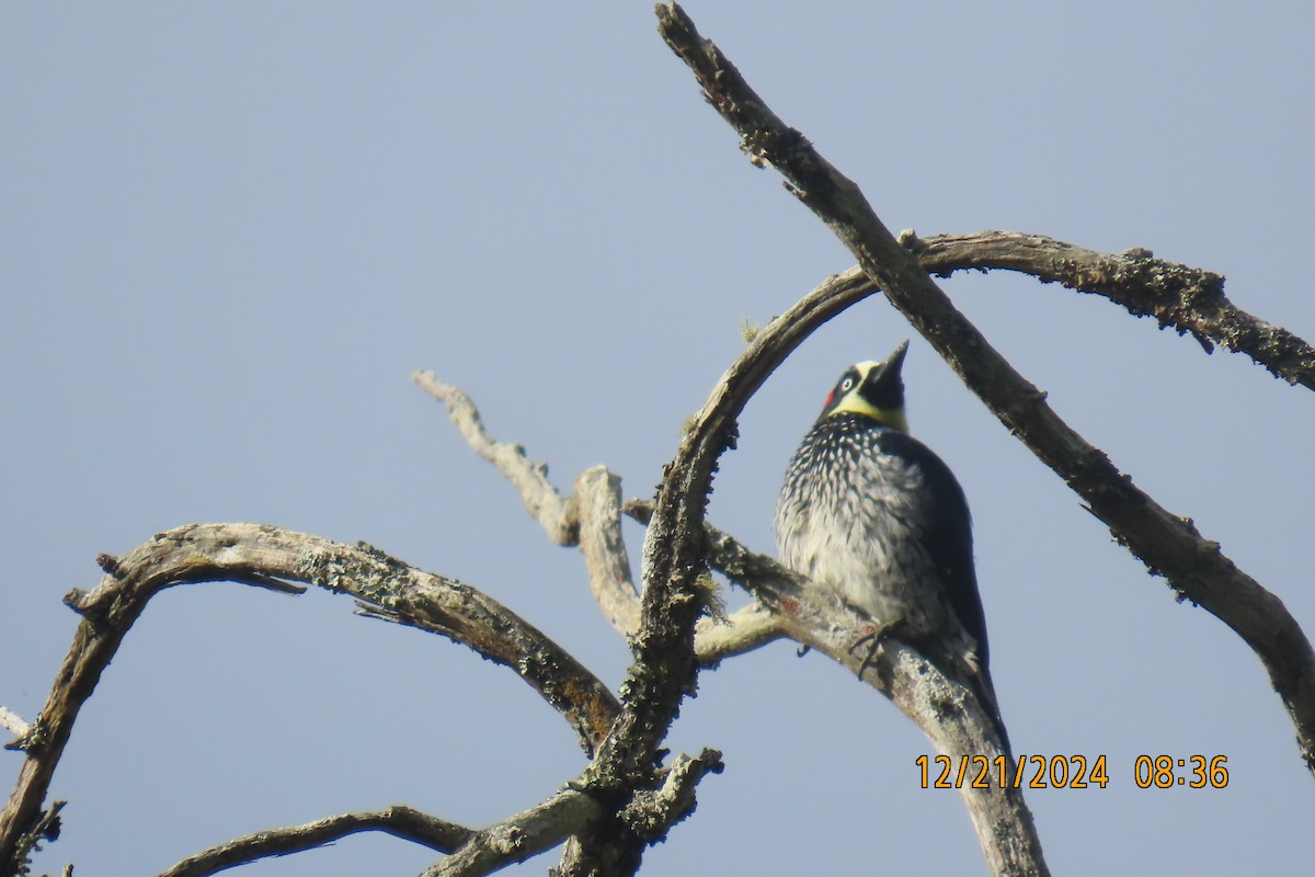 Acorn Woodpecker - ML627809447