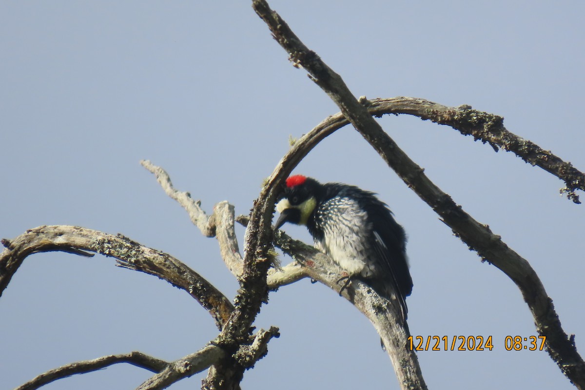 Acorn Woodpecker - ML627809448