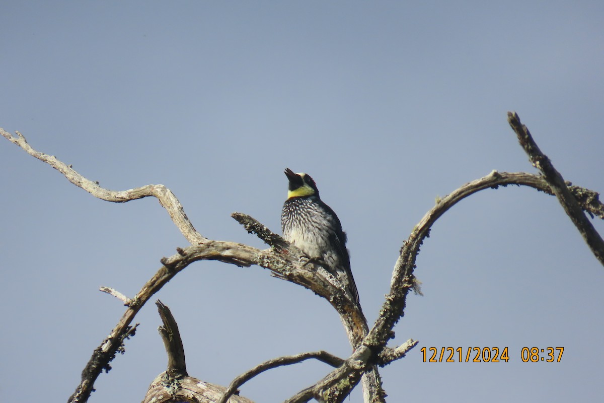 Acorn Woodpecker - ML627809449