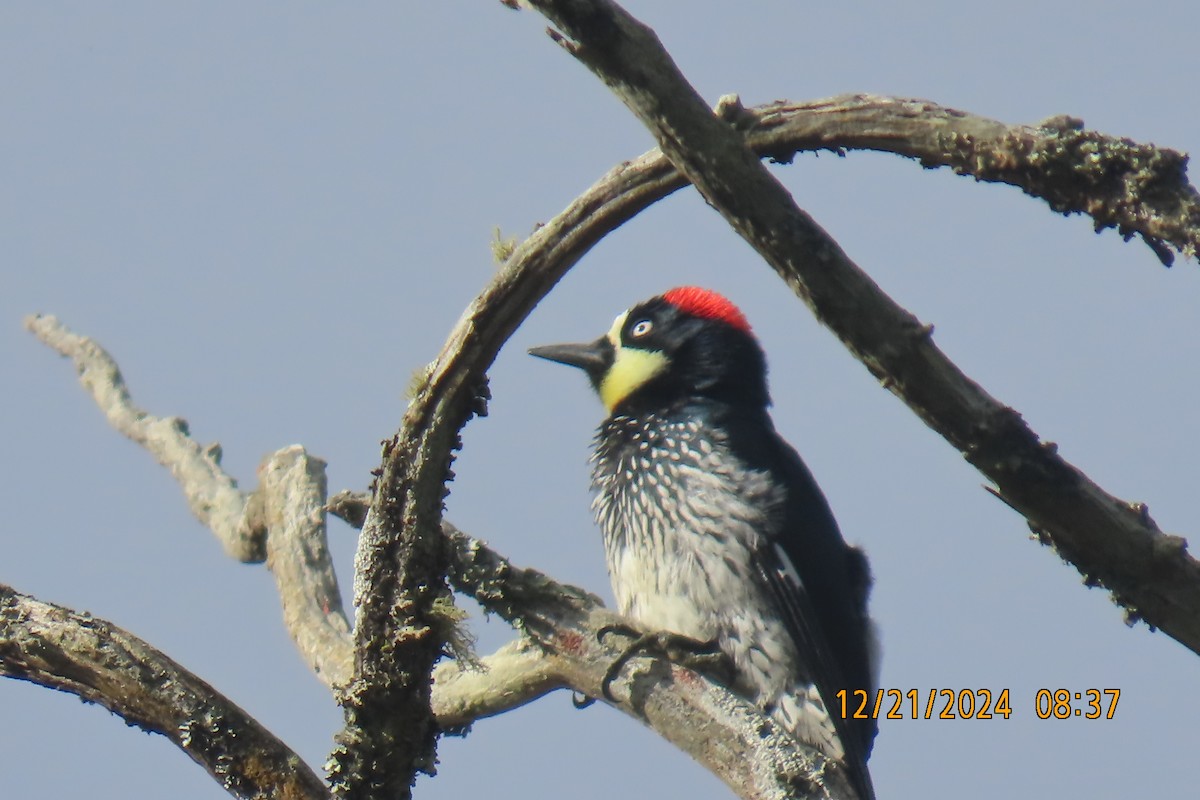 Acorn Woodpecker - ML627809450