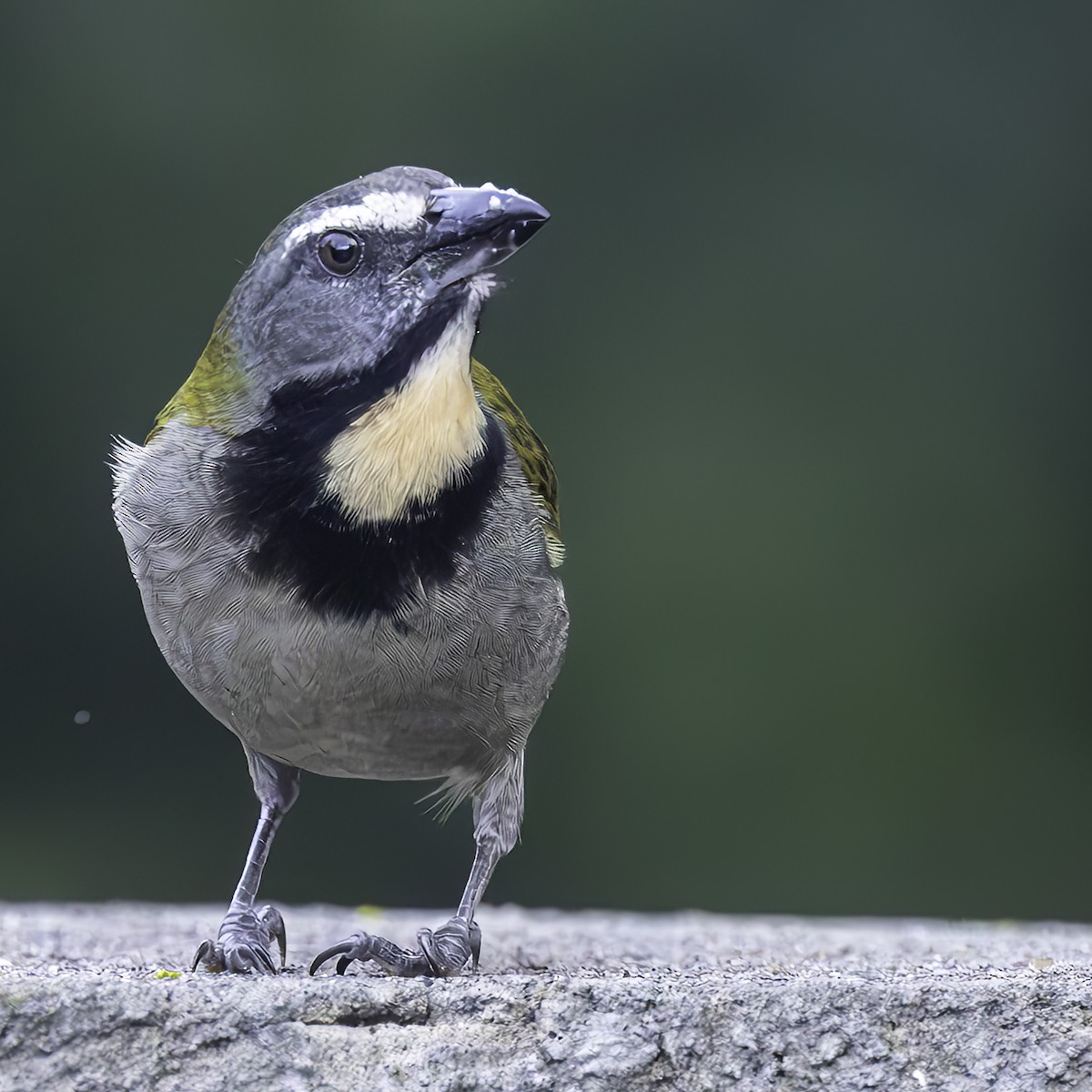 Buff-throated Saltator - ML627809455