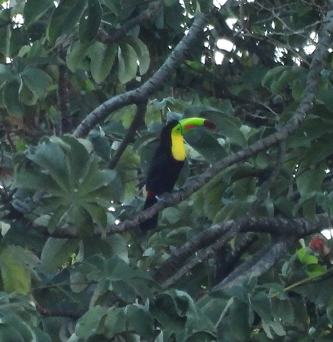 Keel-billed Toucan - ML627809626