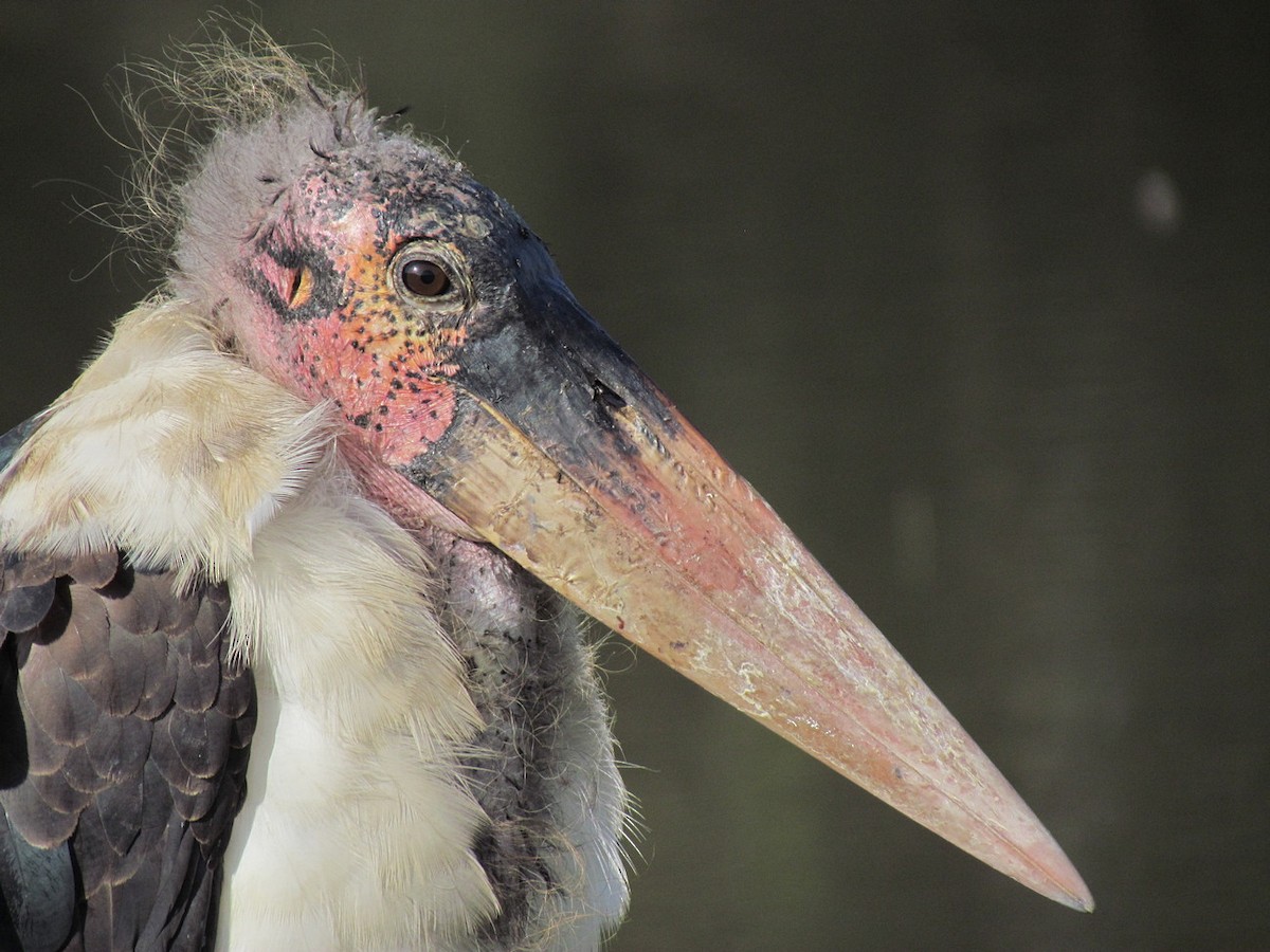 Marabou Stork - ML627809680