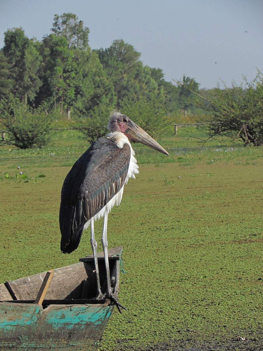 Marabou Stork - ML627809681