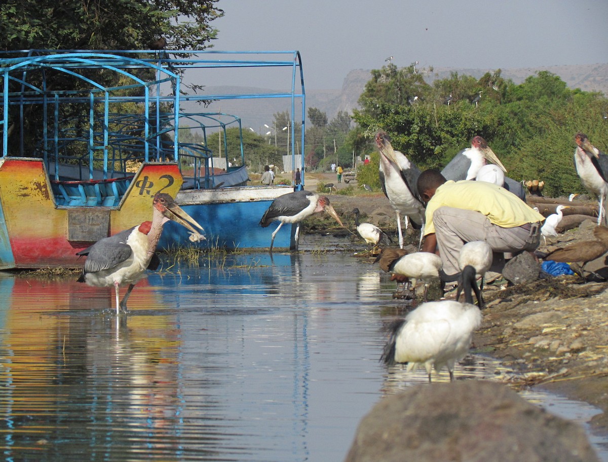 Marabou Stork - ML627809682