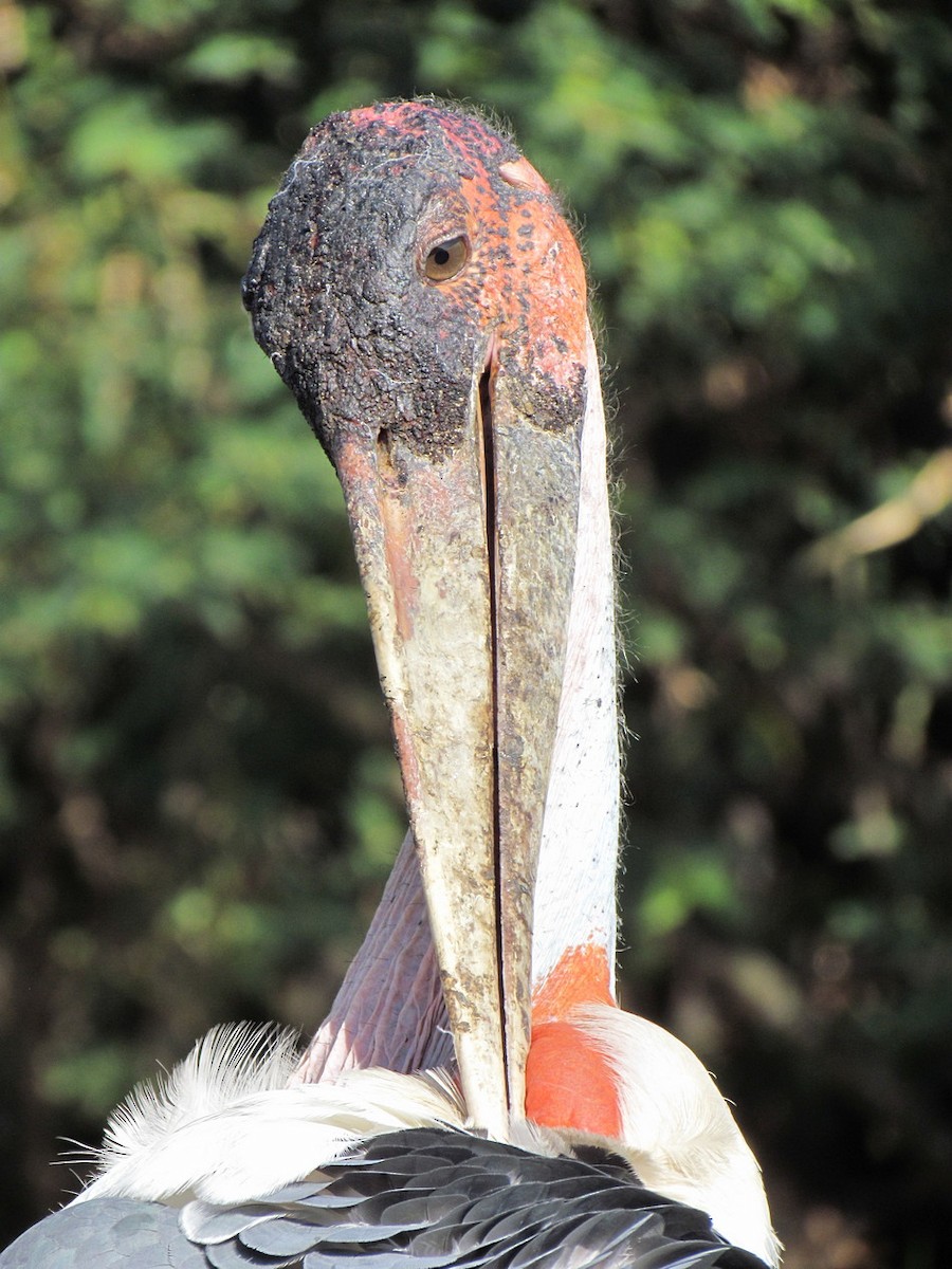 Marabou Stork - ML627809683