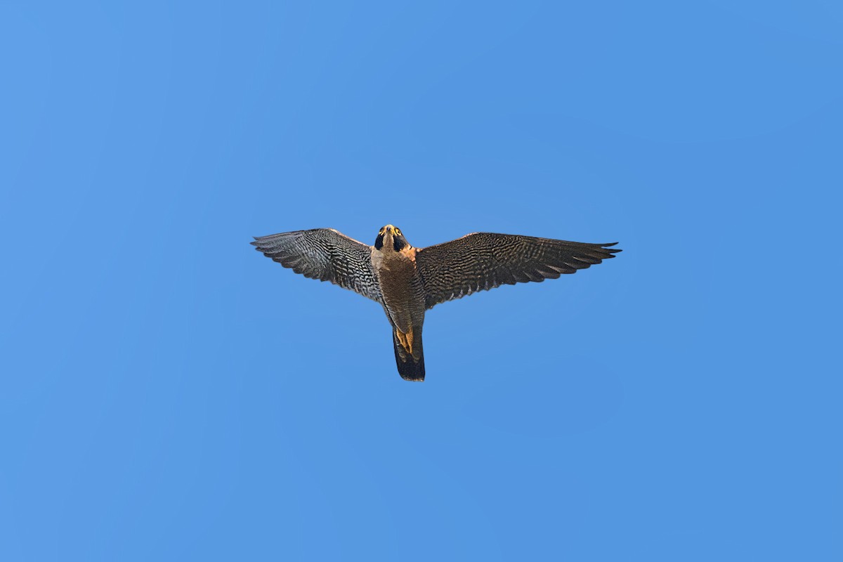 Peregrine Falcon - ML627809685