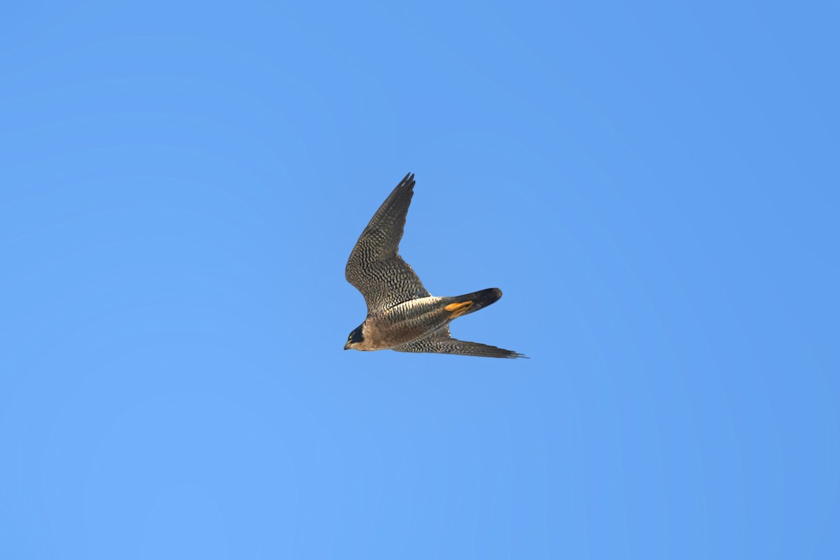 Peregrine Falcon - ML627809687