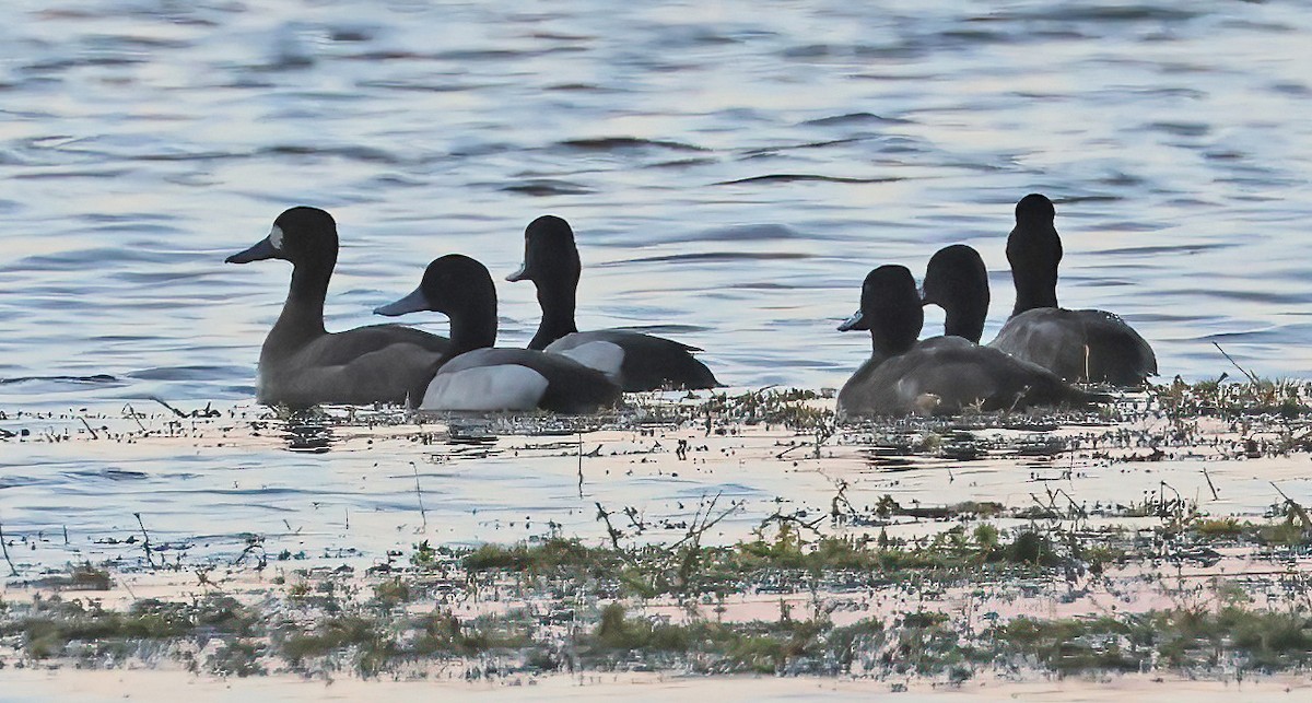 Lesser Scaup - ML627809694