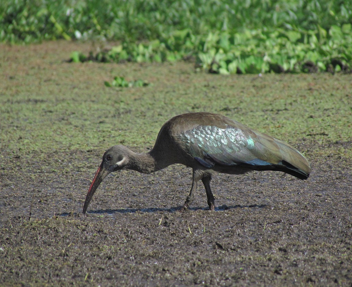 Hadada Ibis - ML627809708