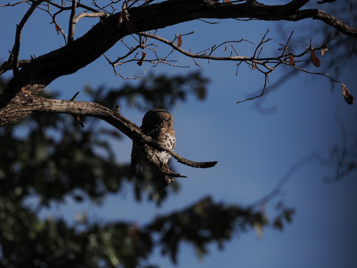 African Barred Owlet - ML627809712