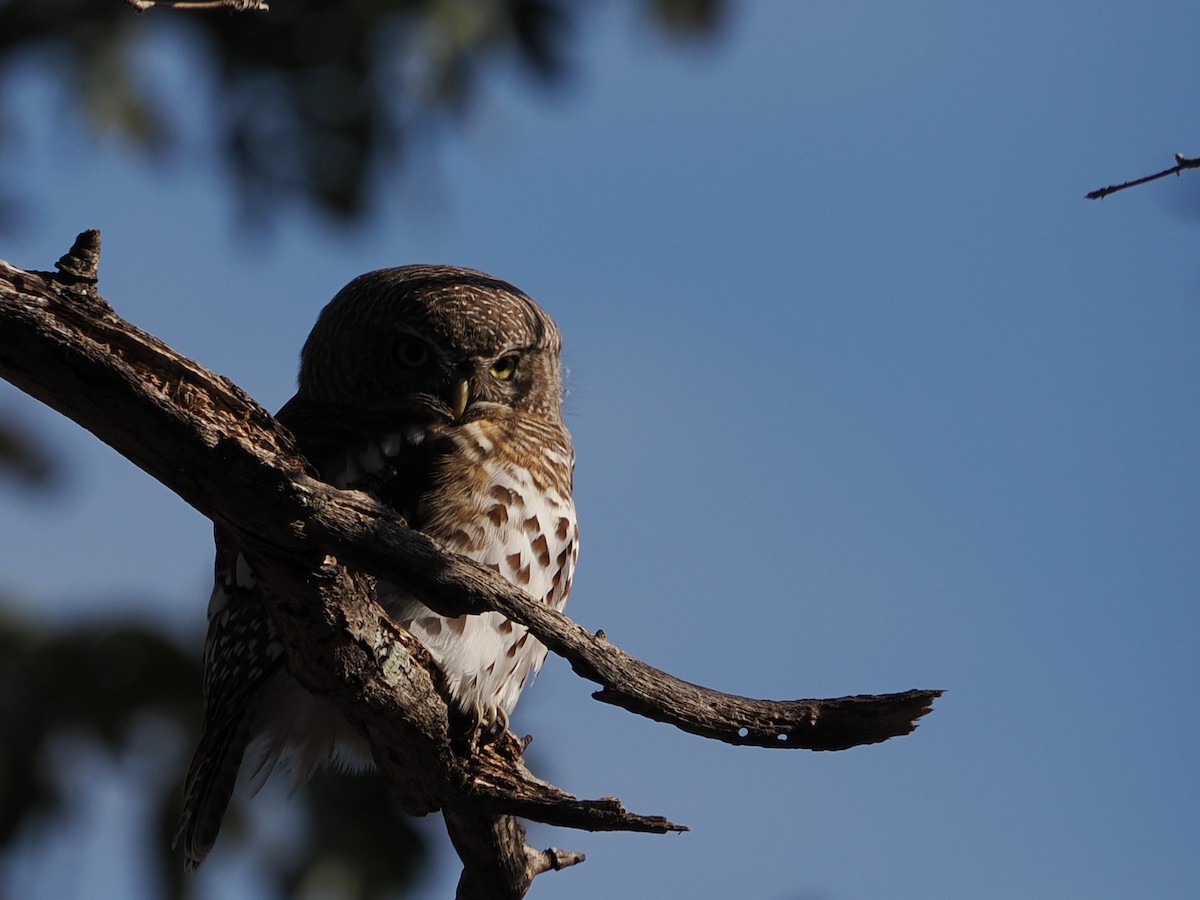 African Barred Owlet - ML627809732