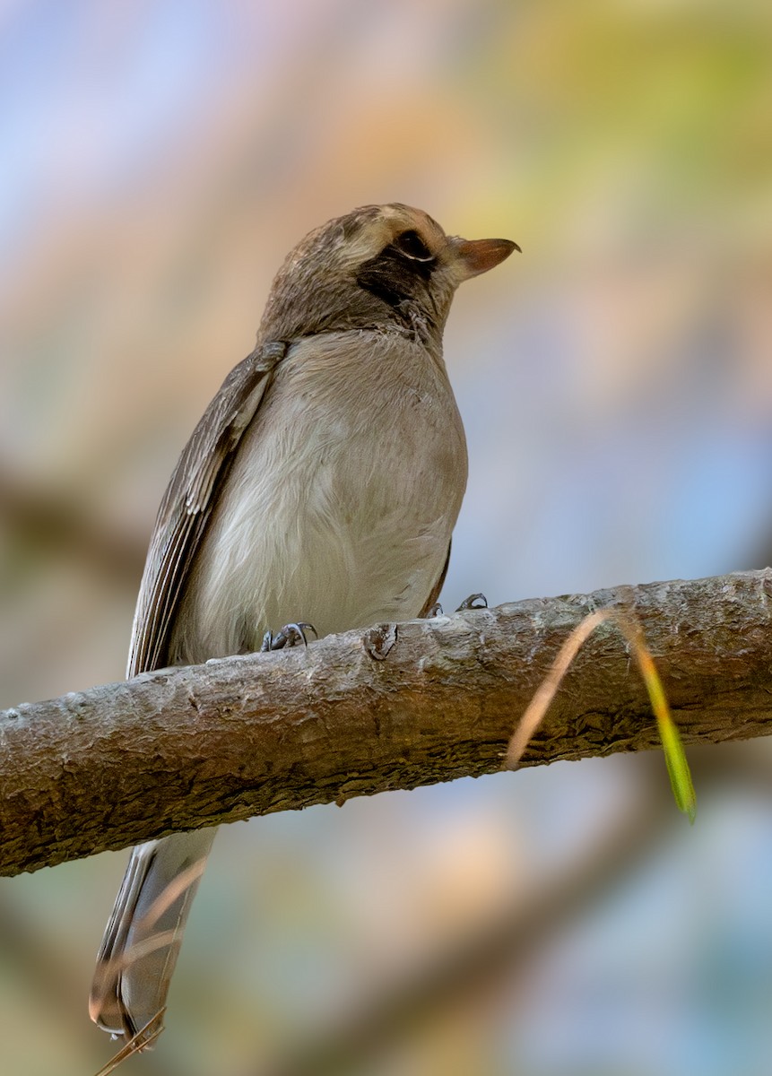 Common Woodshrike - ML627809740
