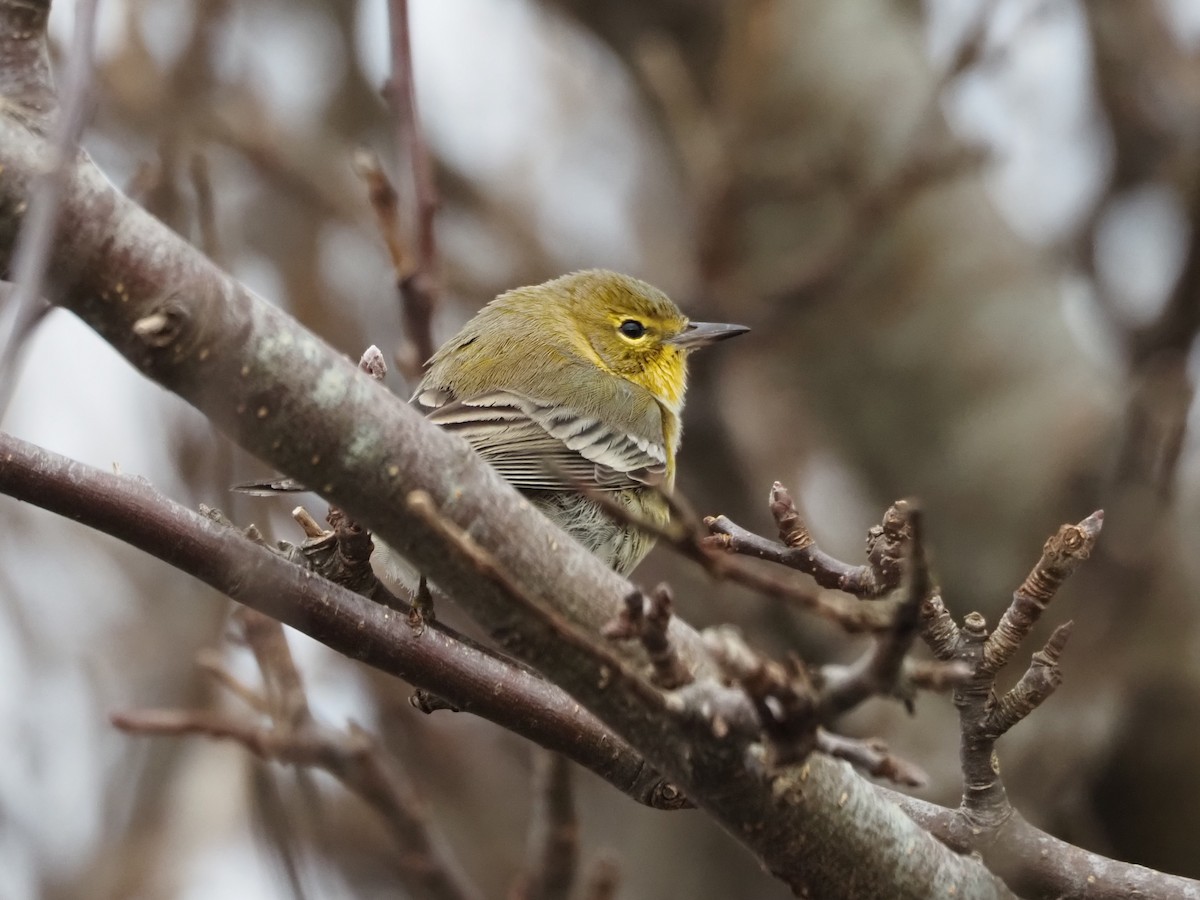 Pine Warbler - ML627809800