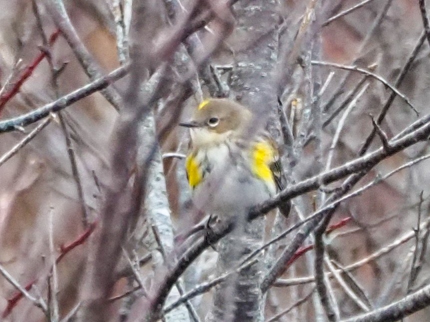 Yellow-rumped Warbler - ML627809807
