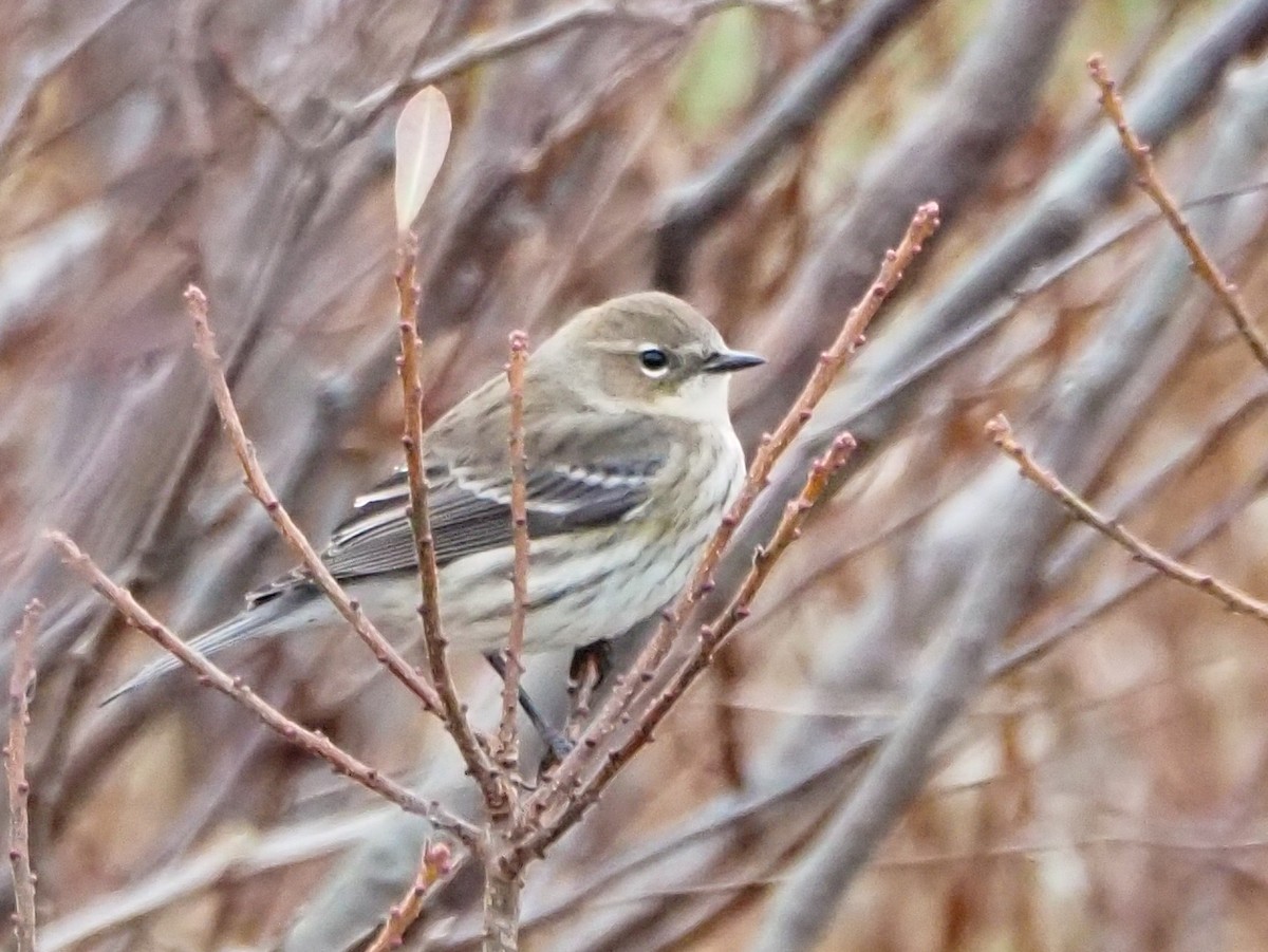 Yellow-rumped Warbler - ML627809808