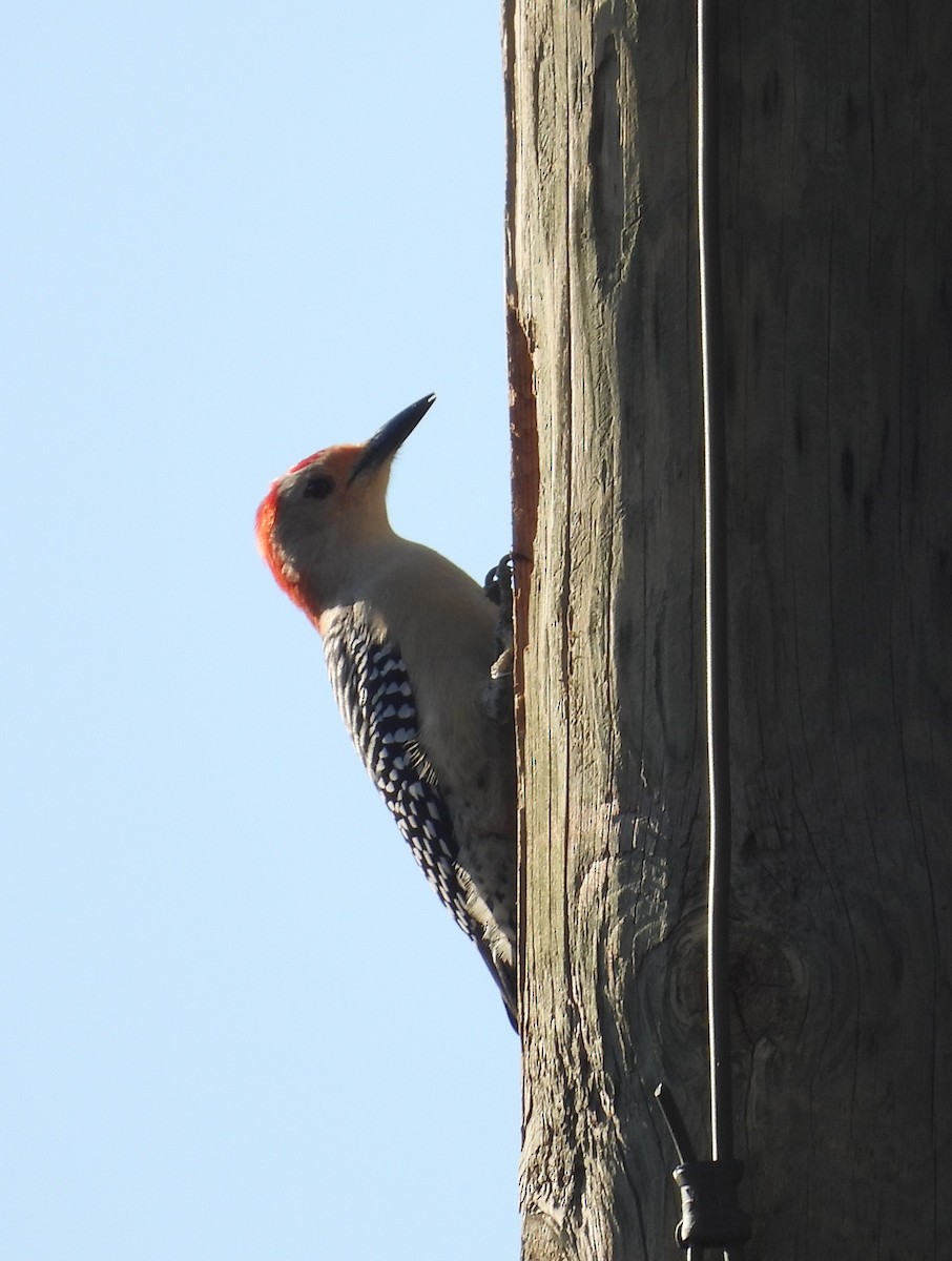 Red-bellied Woodpecker - ML627809832