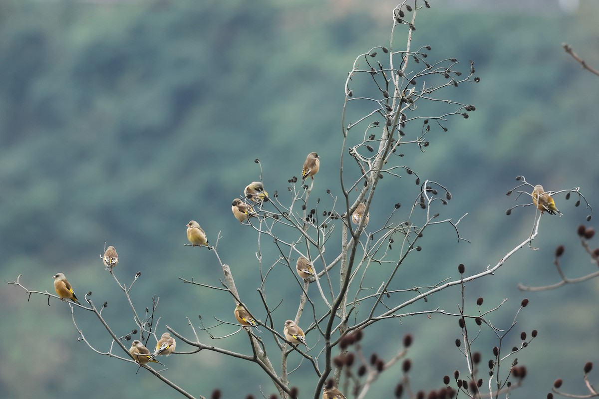 Oriental Greenfinch - ML627809849