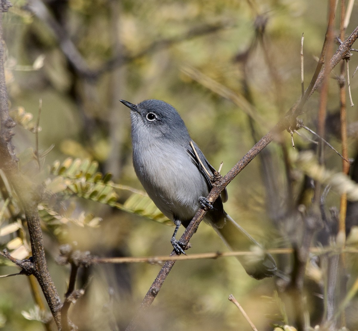 Black-tailed Gnatcatcher - ML627809854