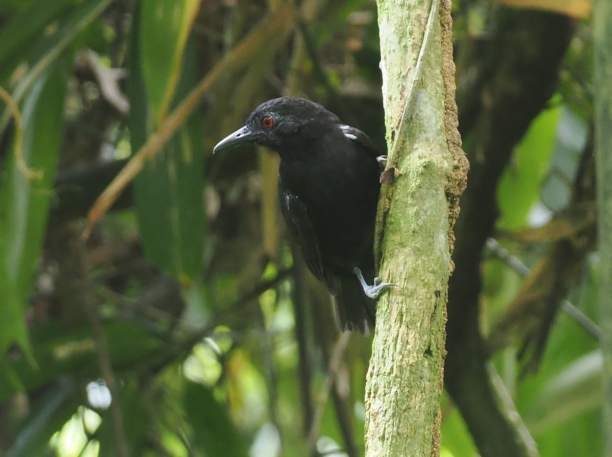 Goeldi's Antbird - ML627809862