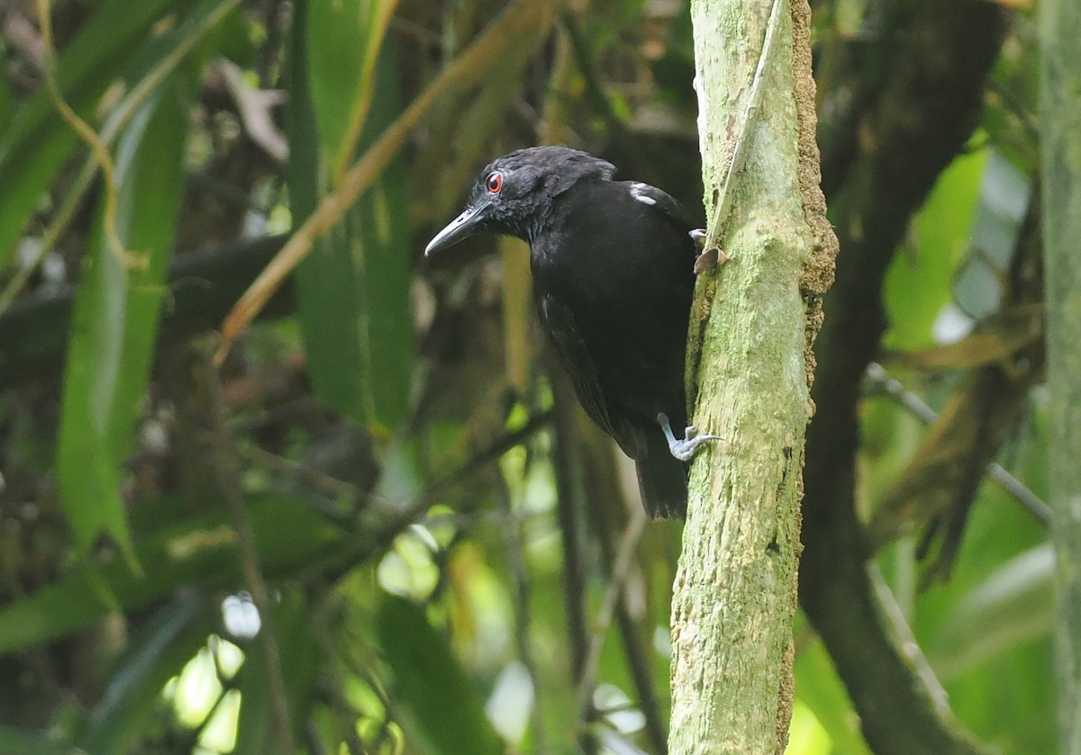 Goeldi's Antbird - ML627809871