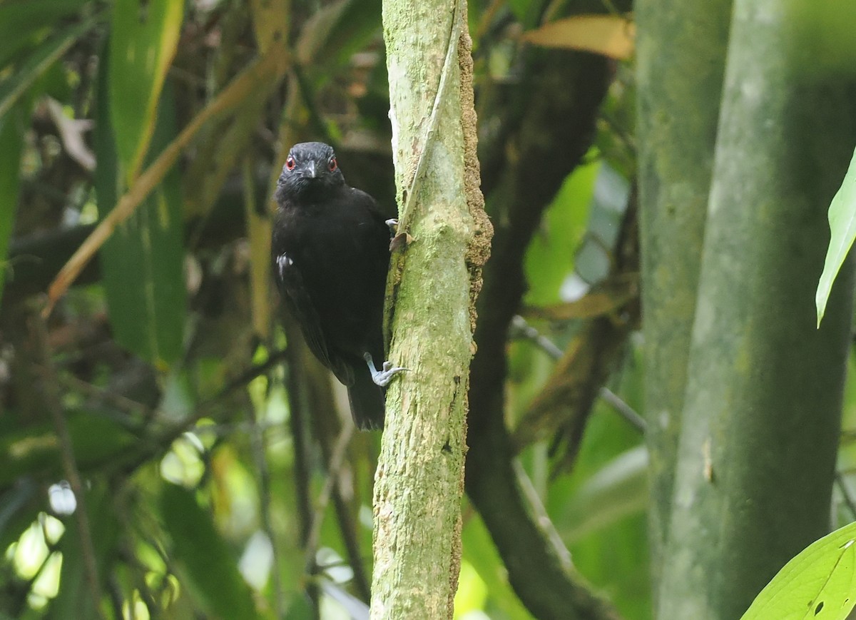 Goeldi's Antbird - ML627809886