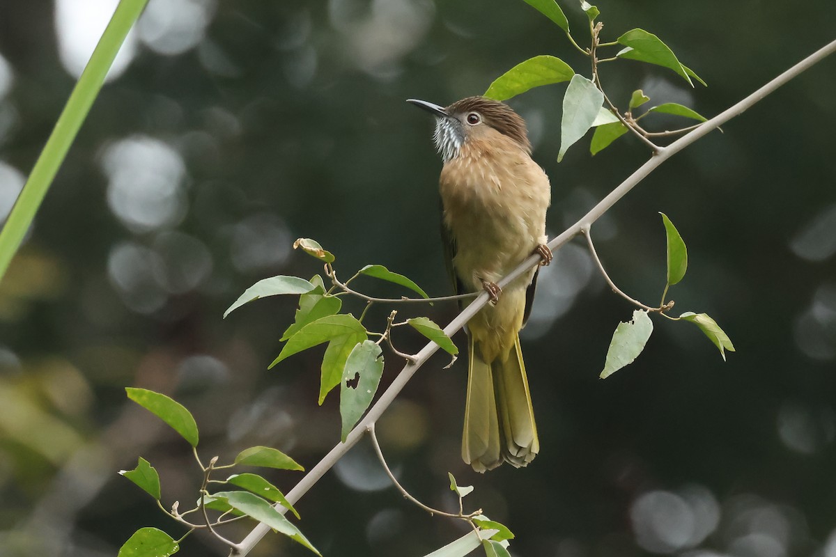 Mountain Bulbul - ML627809892