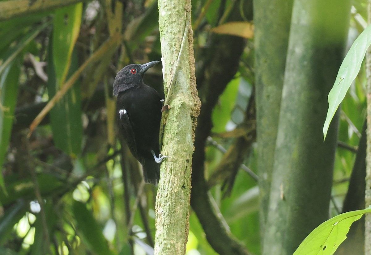 Goeldi's Antbird - ML627809909