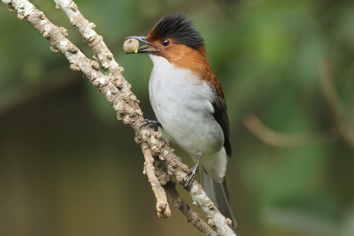 Chestnut Bulbul - ML627809918