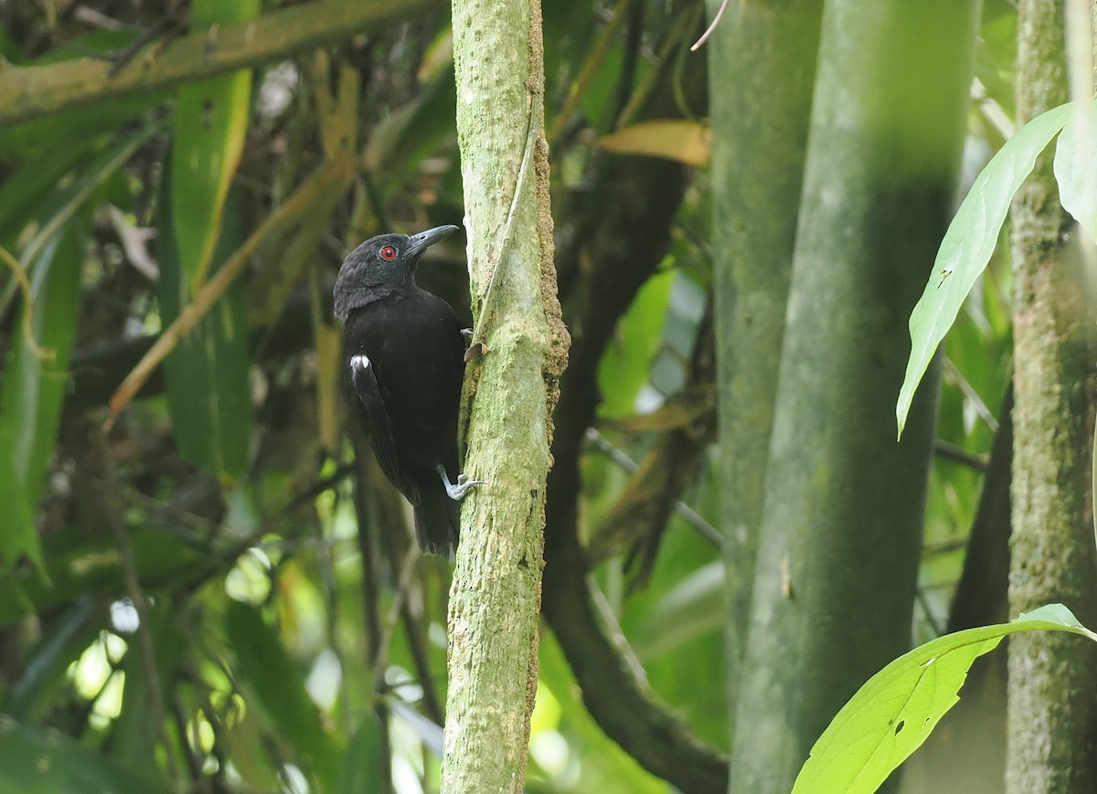 Goeldi's Antbird - ML627809931