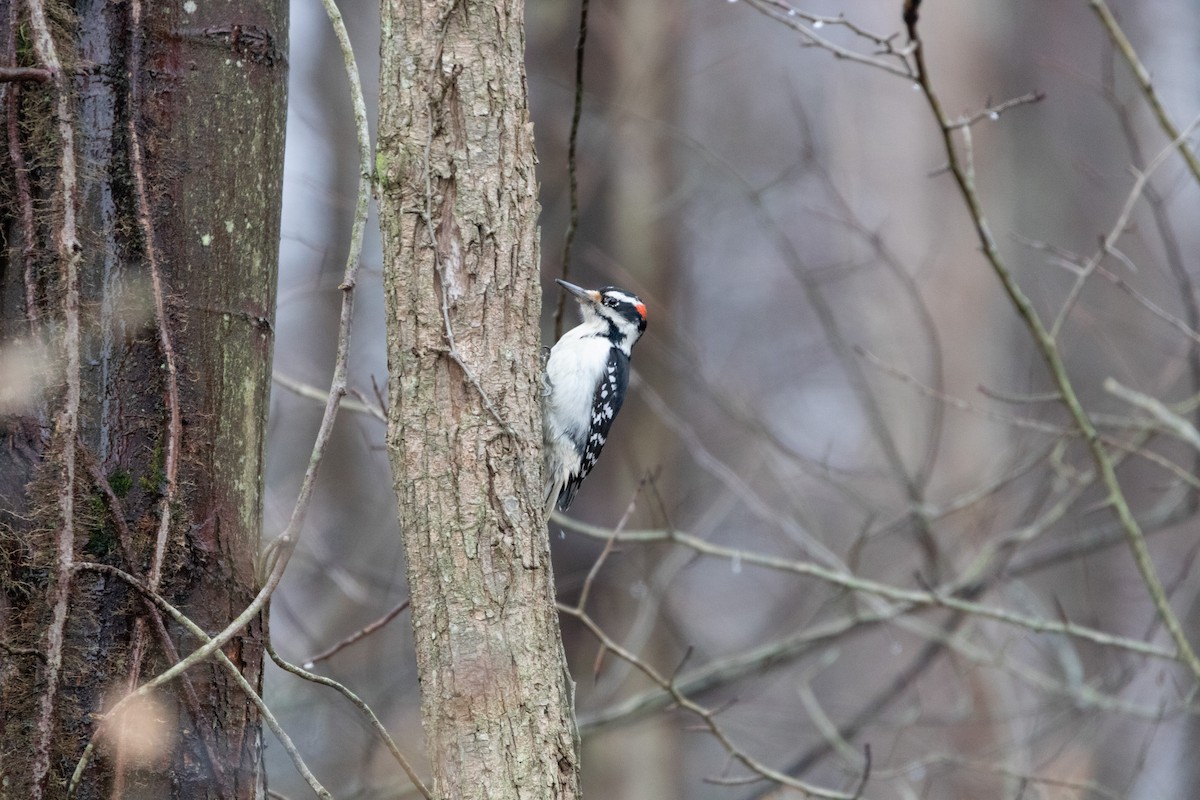 Hairy Woodpecker - ML627809936