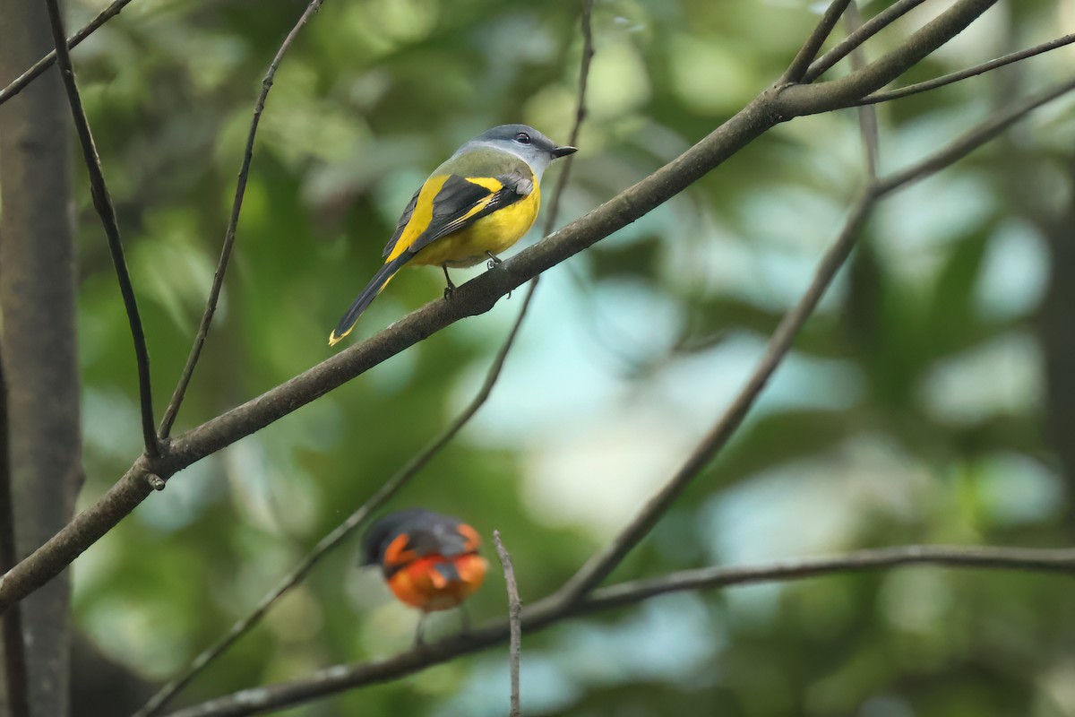 Gray-chinned Minivet - ML627809961