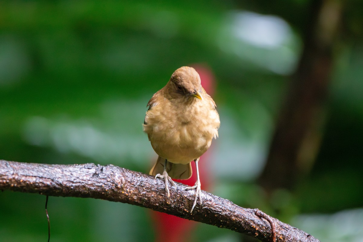 Clay-colored Thrush - ML627809965