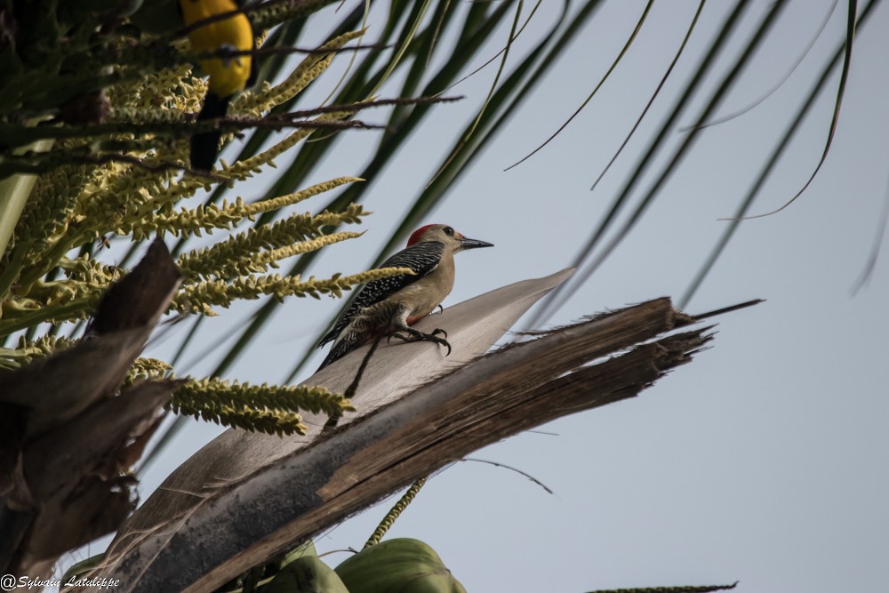 Golden-fronted Woodpecker - ML627809981