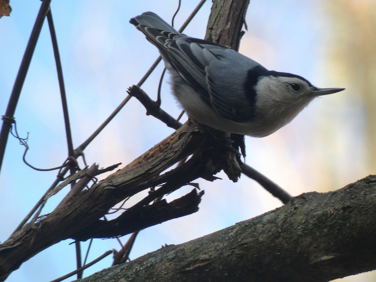 hvitbrystspettmeis (carolinensis) - ML627810087