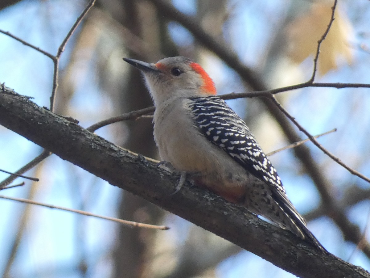 Red-bellied Woodpecker - ML627810108